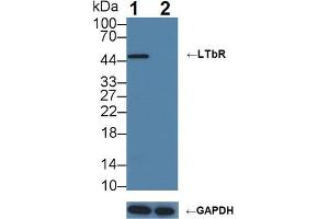 Knockout Varification: Lane 1: Wild-type U87MG cell lysate; Lane 2: LTbR knockout U87MG cell lysate; Predicted MW: 45,47kDa Observed MW: 47kDa Primary Ab: 3µg/ml Rabbit Anti-Human LTbR Antibody Second Ab: 0.