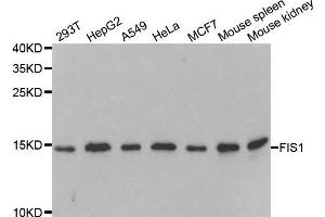 Western blot analysis of extracts of various cell lines, using FIS1 antibody. (Fission 1 antibody)