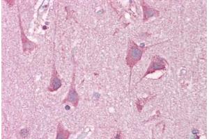 Anti-LRRTM2 antibody IHC staining of human brain, cortex. (LRRTM2 antibody  (C-Term))