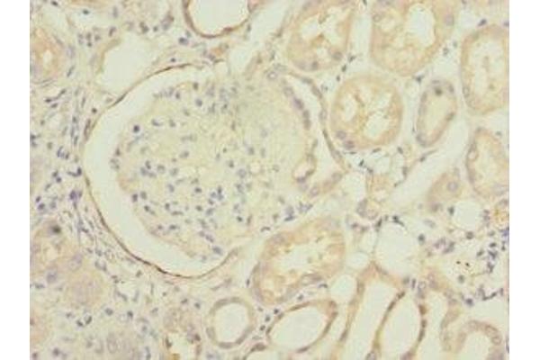 INPP5J antibody  (AA 60-360)