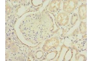 Immunohistochemistry of paraffin-embedded human kidney tissue using ABIN7163200 at dilution of 1:100 (INPP5J antibody  (AA 60-360))
