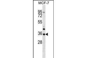 MORN3 Antibody (Center) (ABIN656878 and ABIN2846078) western blot analysis in MCF-7 cell line lysates (35 μg/lane). (MORN3 antibody  (AA 128-157))