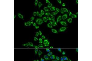 Immunofluorescence analysis of HeLa cells using SRPK1 Polyclonal Antibody (SRPK1 antibody)