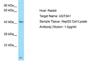 Host: Rabbit Target Name: UGT3A1 Sample Type: HepG2 Whole cell lysates Antibody Dilution: 1. (UGT3A1 antibody  (N-Term))