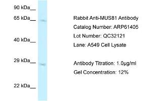 Western Blotting (WB) image for anti-MUS81 Endonuclease Homolog (MUS81) (C-Term) antibody (ABIN2788792) (MUS81 antibody  (C-Term))