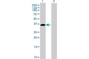 Western Blot analysis of C16orf78 expression in transfected 293T cell line by C16orf78 MaxPab polyclonal antibody.