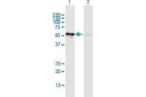 Western Blot analysis of GRWD1 expression in transfected 293T cell line by GRWD1 MaxPab polyclonal antibody. (GRWD1 antibody  (AA 1-446))