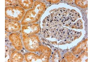 ABIN185477 (2µg/ml) staining of paraffin embedded Human Kidney. (Adenosine A2b Receptor antibody  (C-Term))