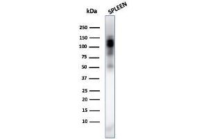 Western Blot Analysis of spleen tissue lysate using CD11b Monospecific Mouse Monoclonal Antibody (ITGAM/3338). (CD11b antibody  (AA 941-1074))