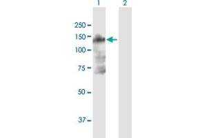 Western Blot analysis of B4GALNT3 expression in transfected 293T cell line by B4GALNT3 MaxPab polyclonal antibody. (B4GALNT3 antibody  (AA 1-998))