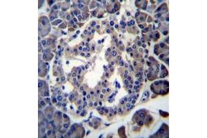 Immunohistochemistry analysis in formalin fixed and paraffin embedded human pancreas tissue reacted with MBOAT4 Antibody (Center) followed which was peroxidase conjugated to the secondary antibody and followed by DAB staining. (MBOAT4 antibody  (Middle Region))
