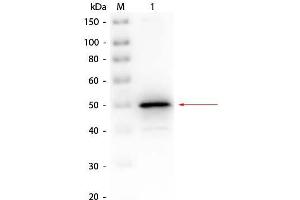 Western Blot of Rabbit anti-Alkaline Phosphatase (E. (Alkaline Phosphatase antibody  (Biotin))