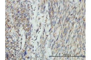 Image no. 1 for anti-Dynamin 1-Like (DNM1L) (AA 1-711) antibody (ABIN599113) (Dynamin 1-Like antibody  (AA 1-711))