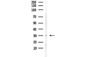 anti-Olfactory Receptor, Family 5, Subfamily AP, Member 2 (OR5AP2) (C-Term) antibody