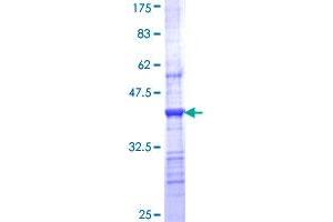 CHRNB1 Protein (AA 24-128) (GST tag)