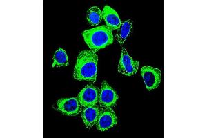 Confocal immunofluorescent analysis of TFAM Antibody (C-term) with Hela cell followed by Alexa Fluor 488-conjugated goat anti-rabbit lgG (green). (TFAM antibody  (C-Term))