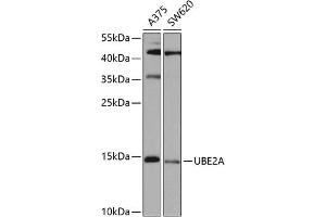 Western blot analysis of extracts of various cell lines, using UBE2A antibody (ABIN6132760, ABIN6149782, ABIN6149784 and ABIN6223686) at 1:1000 dilution. (UBE2A antibody  (AA 1-152))