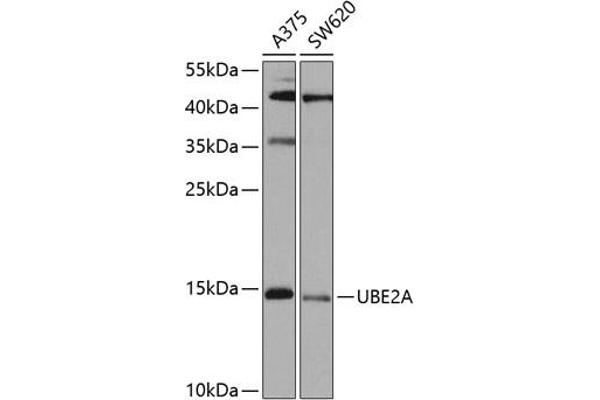 UBE2A Antikörper  (AA 1-152)