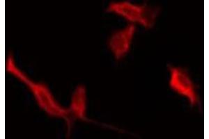 ABIN6276055 staining HeLa by IF/ICC. (Motilin Receptor antibody  (C-Term))