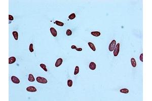 Immunocytochemistry analysis of ABIN7127271 diluted at 1:100 and staining in Hela cells performed on a Leica BondTM system. (Recombinant HIST1H4A antibody  (acLys56))