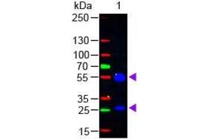 Western Blot of Rabbit anti-Goat IgG (H&L) Antibody Fluorescein Conjugated Lane 1: Goat IgG Load: 50 ng per lane Secondary antibody: Goat IgG (H&L) Antibody Fluorescein Conjugated at 1:1,000 for 60 min at RT Block: ABIN925618 for 30 min at RT Predicted/Observed size: 55 and 28 kDa, 55 and 28 kDa (Rabbit anti-Goat IgG (Heavy & Light Chain) Antibody (FITC) - Preadsorbed)