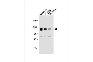 NPR1 antibody  (AA 198-226)