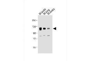 All lanes : Anti-Mouse Npr1 Antibody (N-term) at 1:2000 dilution Lane 1: Mouse testis whole tissue lysate Lane 2: Mouse lung whole tissue lysate Lane 3: Mouse ovary whole tissue lysate Lysates/proteins at 20 μg per lane. (NPR1 antibody  (AA 198-226))