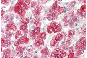 KCNJ13 antibody  (AA 67-95)