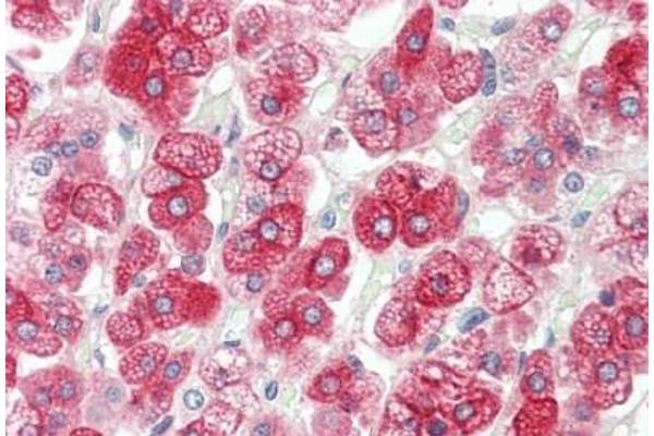 KCNJ13 antibody  (AA 67-95)