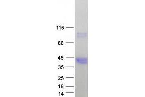 Validation with Western Blot (Hydroxyacid Oxidase 2 (HAO2) (Transcript Variant 2) protein (Myc-DYKDDDDK Tag))