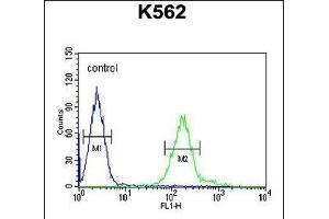 RDH16 Antibody (N-term) (ABIN651647 and ABIN2840343) flow cytometric analysis of K562 cells (right histogram) compared to a negative control cell (left histogram). (RDH16 antibody  (N-Term))