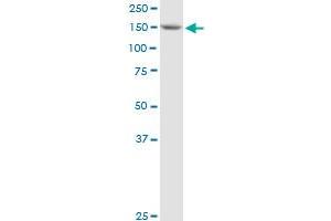 BAT3 MaxPab polyclonal antibody. (BAT3 antibody  (AA 1-1126))