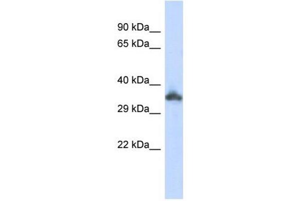 KRTAP24-1 antibody  (Middle Region)