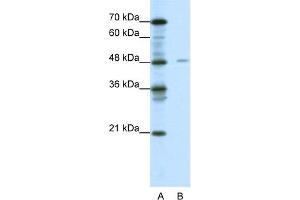 WB Suggested Anti-NFIX Antibody Titration:  0. (NFIX antibody  (Middle Region))