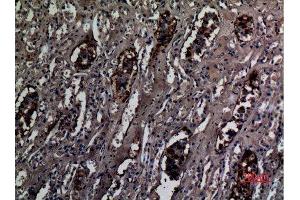 Immunohistochemistry (IHC) analysis of paraffin-embedded Human Kidney, antibody was diluted at 1:100. (RHCG antibody  (Internal Region))