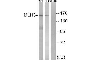 Western Blotting (WB) image for anti-MutL Homolog 3 (MLH3) (Internal Region) antibody (ABIN1850478) (MLH3 antibody  (Internal Region))