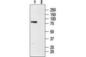 Western blot analysis of HCN3 in rat brain lysate: - 1. (HCN3 antibody  (C-Term, Intracellular))
