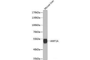 Western blot analysis of extracts of Mouse liver using AMY1A Polyclonal Antibody at dilution of 1:1000.