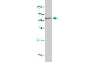 Western Blot detection against Immunogen (66. (Biglycan antibody  (AA 1-368))