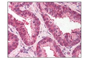 Image no. 1 for anti-Transmembrane Emp24-Like Trafficking Protein 10 (TMED10) (C-Term) antibody (ABIN303302) (TMED10 antibody  (C-Term))