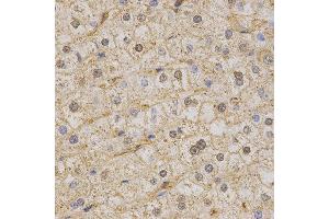 Immunohistochemistry (IHC) image for anti-Potassium Voltage-Gated Channel, KQT-Like Subfamily, Member 1 (KCNQ1) (AA 250-549) antibody (ABIN3023121) (KCNQ1 antibody  (AA 250-549))