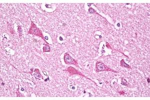 ABIN571200 (5 μg/mL) staining of paraffin embedded Human Cortex. (NDUFS7 antibody  (Internal Region))