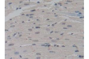Detection of NUP85 in Mouse Heart Tissue using Polyclonal Antibody to Nucleoporin 85 (NUP85)