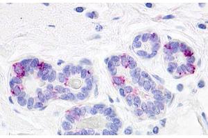 Image no. 1 for anti-G Protein-Coupled Receptor 52 (GPR52) (Cytoplasmic Domain) antibody (ABIN1048835) (GPR52 antibody  (Cytoplasmic Domain))