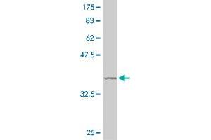 Western Blot detection against Immunogen (37. (DUSP9 antibody  (AA 174-278))
