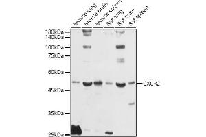Western blot analysis of extracts of various cell lines, using CXCR2 antibody (ABIN1680461, ABIN3017662, ABIN3017663 and ABIN6220198) at 1:1000 dilution. (CXCR2 antibody)
