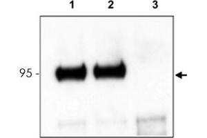 Mouse cortex lysate was immunoprecipitated with Ntrk3 polyclonal antibody  and further blotted with affinity purified anti-Ntrk3. (NTRK3 antibody  (C-Term))