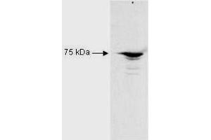 Western Blot of Rabbit Anti-RFX5 antibody. (RFX5 antibody)