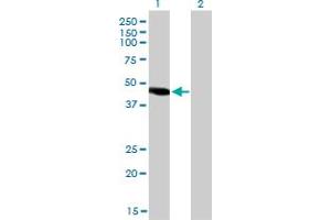 Western Blot analysis of NR2E3 expression in transfected 293T cell line by NR2E3 monoclonal antibody (M01), clone 2A12. (NR2E3 antibody  (AA 1-322))