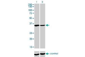 Western blot analysis of FMR1 over-expressed 293 cell line, cotransfected with FMR1 Validated Chimera RNAi (Lane 2) or non-transfected control (Lane 1).
